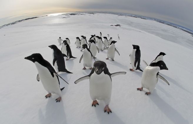 antarctic